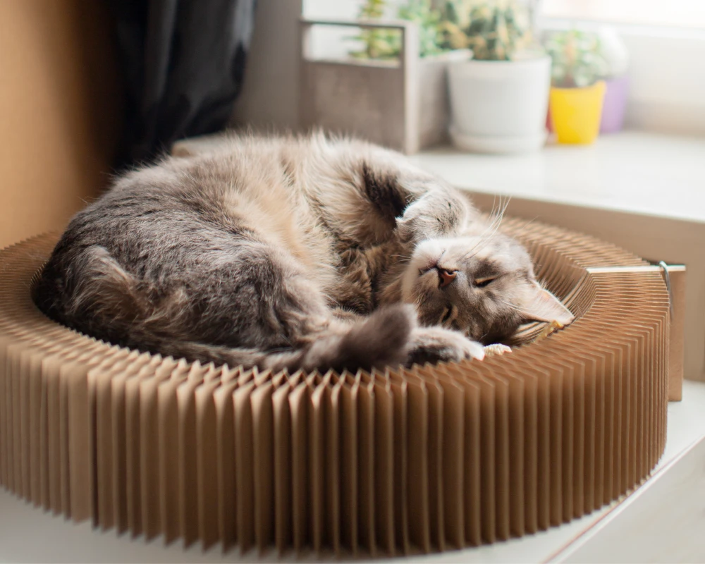 best automatic pet feeder